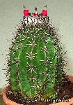 Melocactus mazelianus Rio Orenoque, Venezuela JB